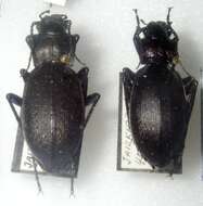 Image of true ground beetle genus