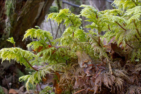 Image of hylocomium feather moss