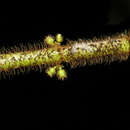 Image of Henriettea cuneata (Standl.) L. O. Williams
