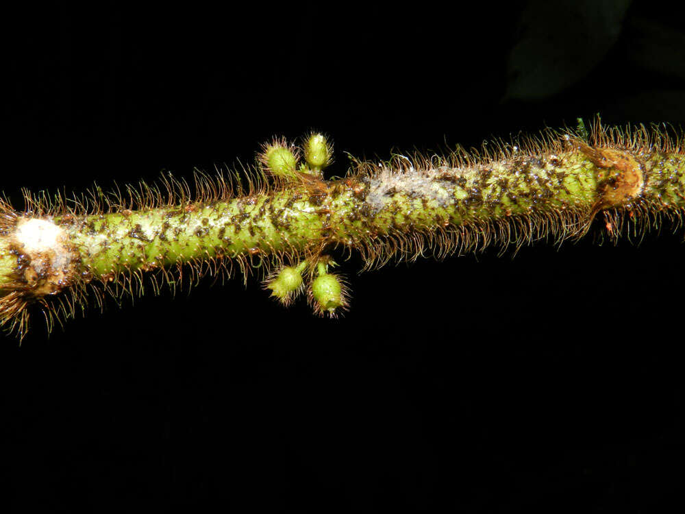 Image of Henriettea cuneata (Standl.) L. O. Williams