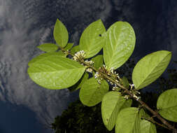 Image of Schlegelia parviflora (Oerst.) Monach.