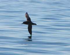 Image of Westland Black Petrel