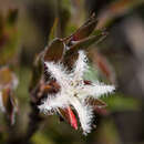 Image of Pentachondra involucrata R. Br.