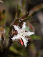 Image de Pentachondra involucrata R. Br.