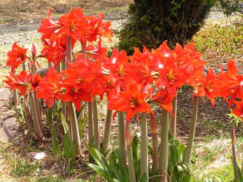 Image de Hippeastrum