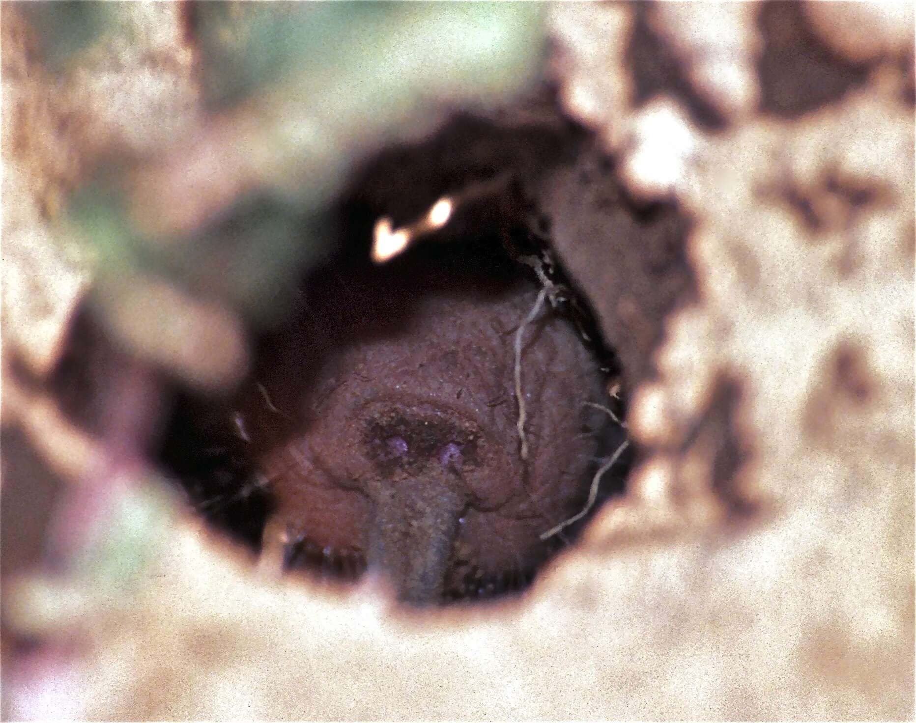Image of blesmoles and mole rats