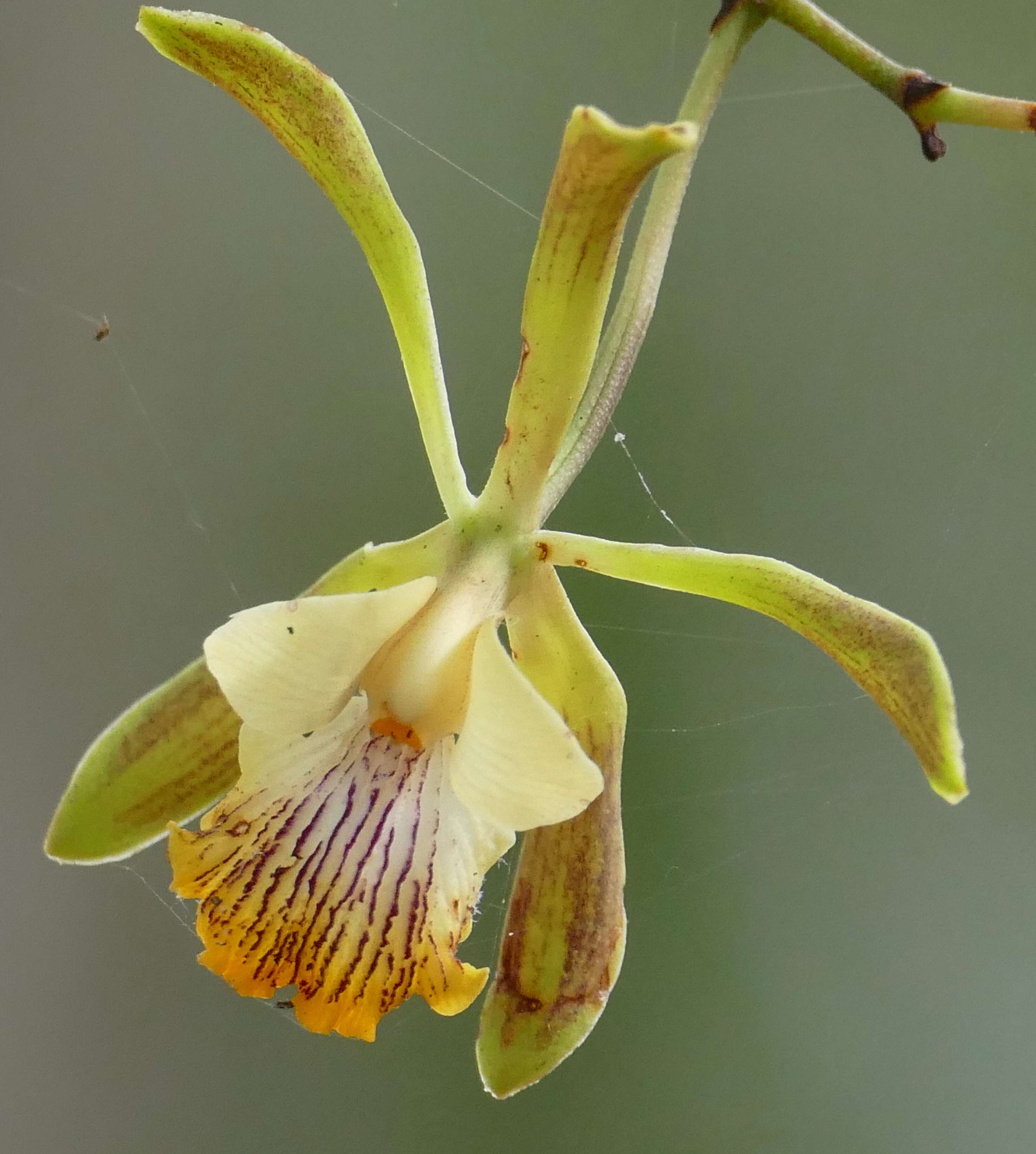 Image of butterfly orchid