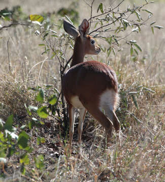 Image of Steenbok