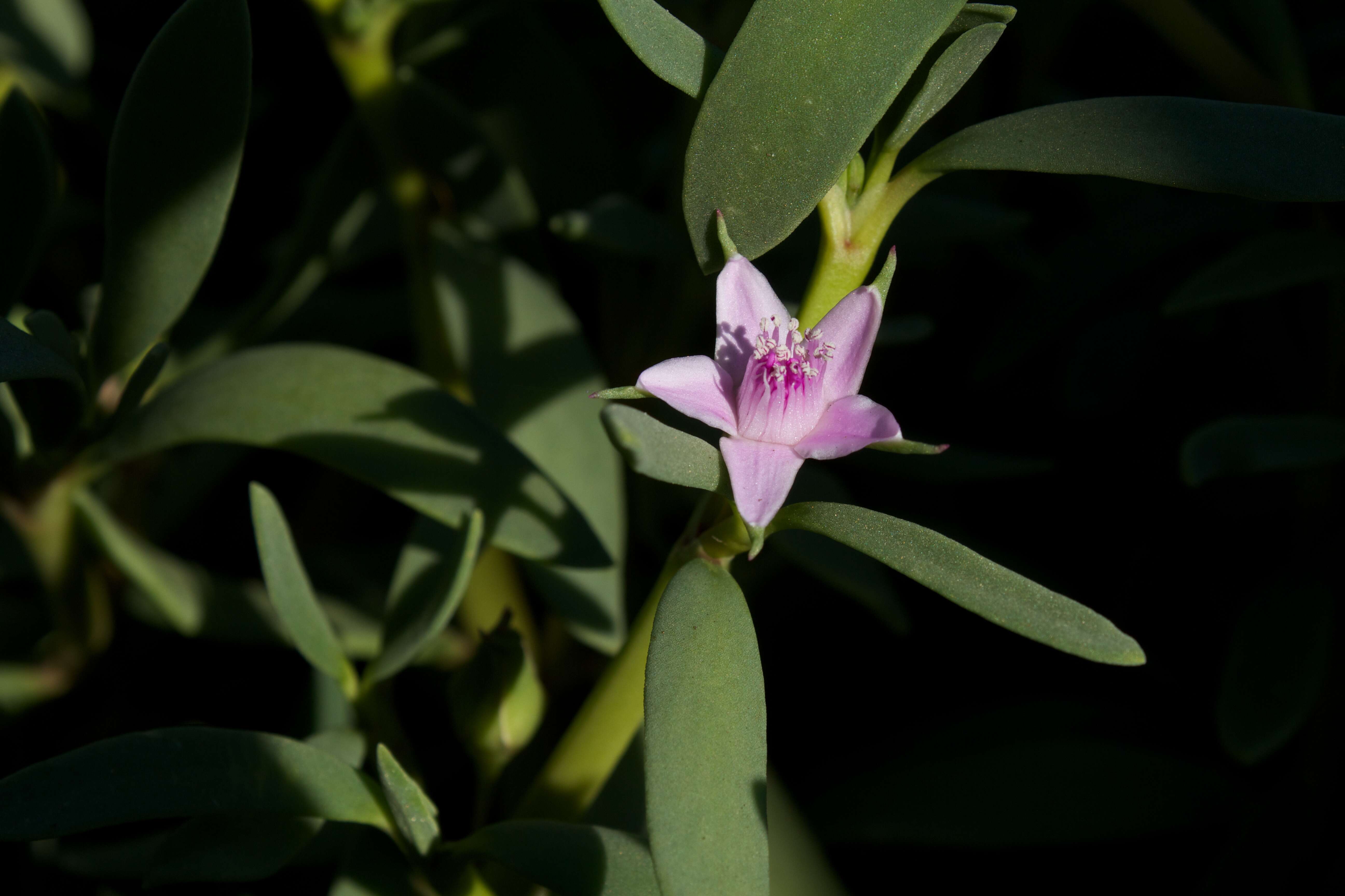 Image of sea purslane