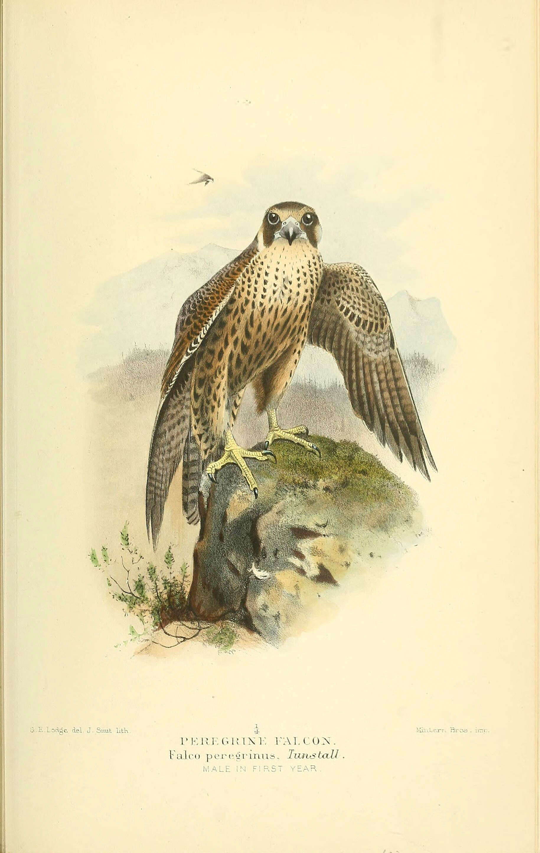 Image of Falco Linnaeus 1758