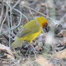 Image of Spectacled Weaver