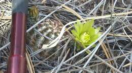 Image of Green Pitaya