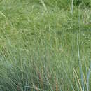 Imagem de Elymus pungens subsp. campestris (Godr. & Gren.) Melderis