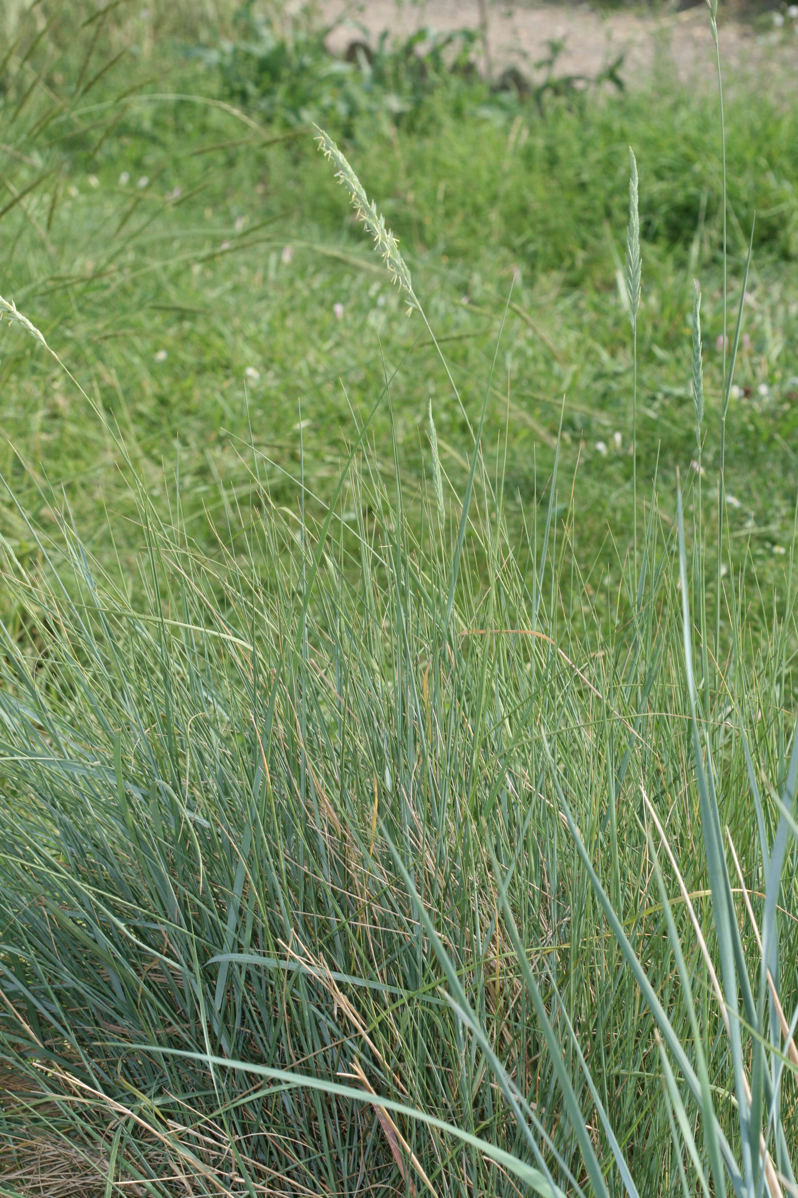 Image of Elymus pungens (Pers.) Melderis