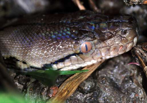 Image of <i>Broghammerus reticulatus</i> Schneider 1801