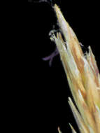 Image of reedgrass