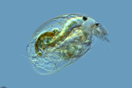 Image of Alona rectangula