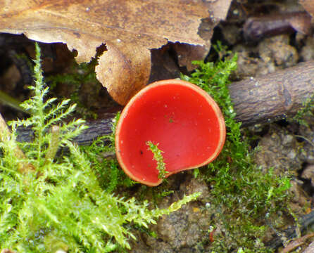 Sarcoscypha coccinea (Gray) Boud. 1885的圖片