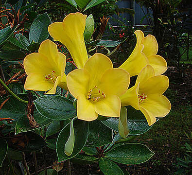 صورة Rhododendron aurigeranum Sleum.