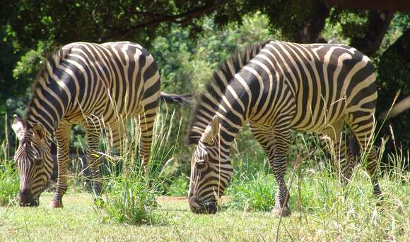 Image of zebra