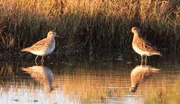 Image of Calidris Merrem 1804