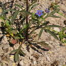 Image of Reseda lutea subsp. lutea