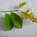 Image of Banara parviflora (A. Gray) Benth.