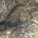 Image of Stripe-bellied Sand Snake