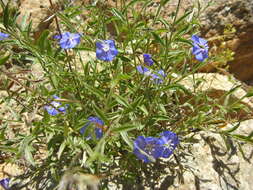 Image of wild dwarf morning-glory