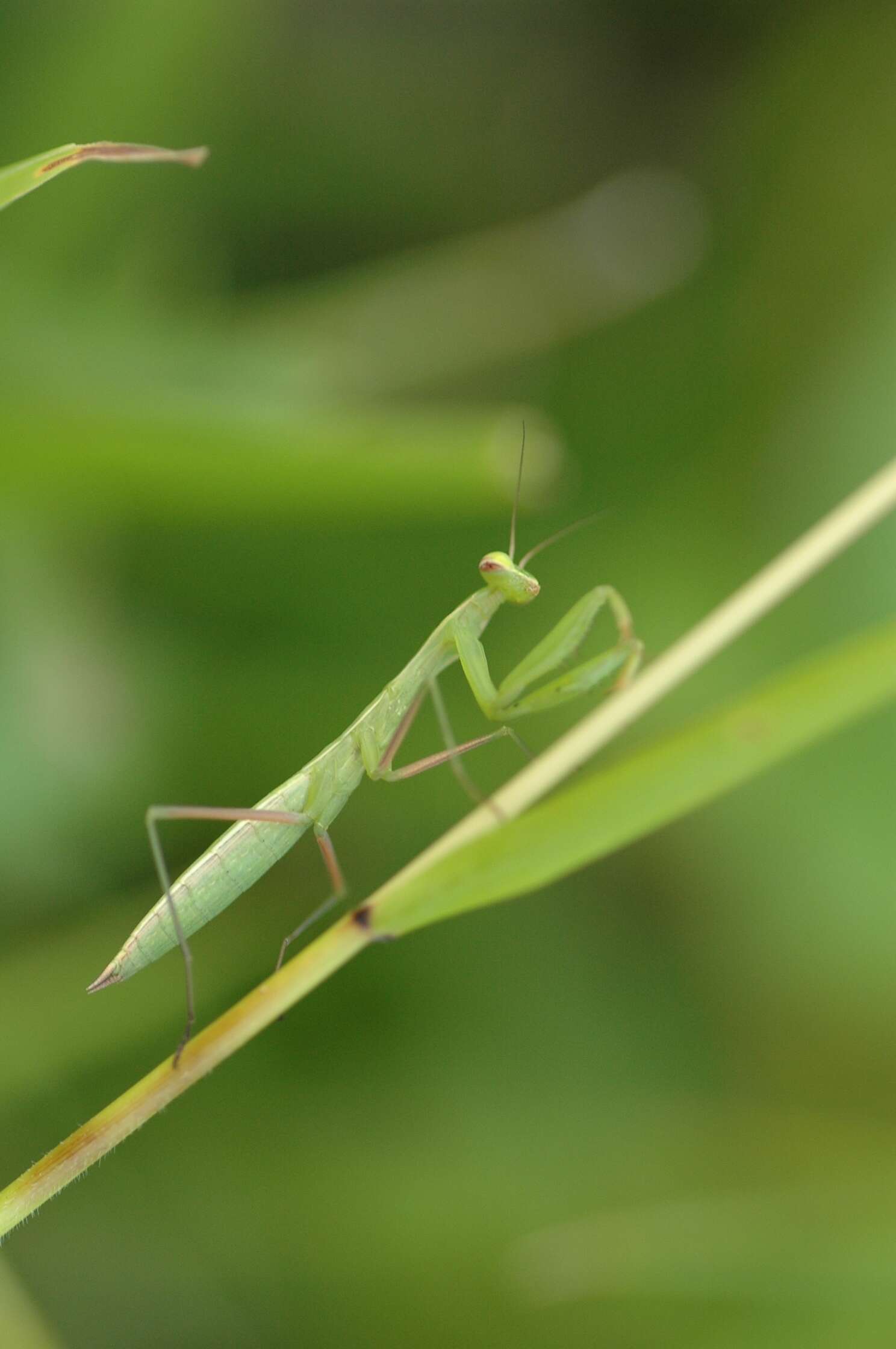 Image of Mantis