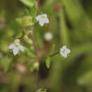 Plancia ëd Oldenlandia stocksii Hook. fil.