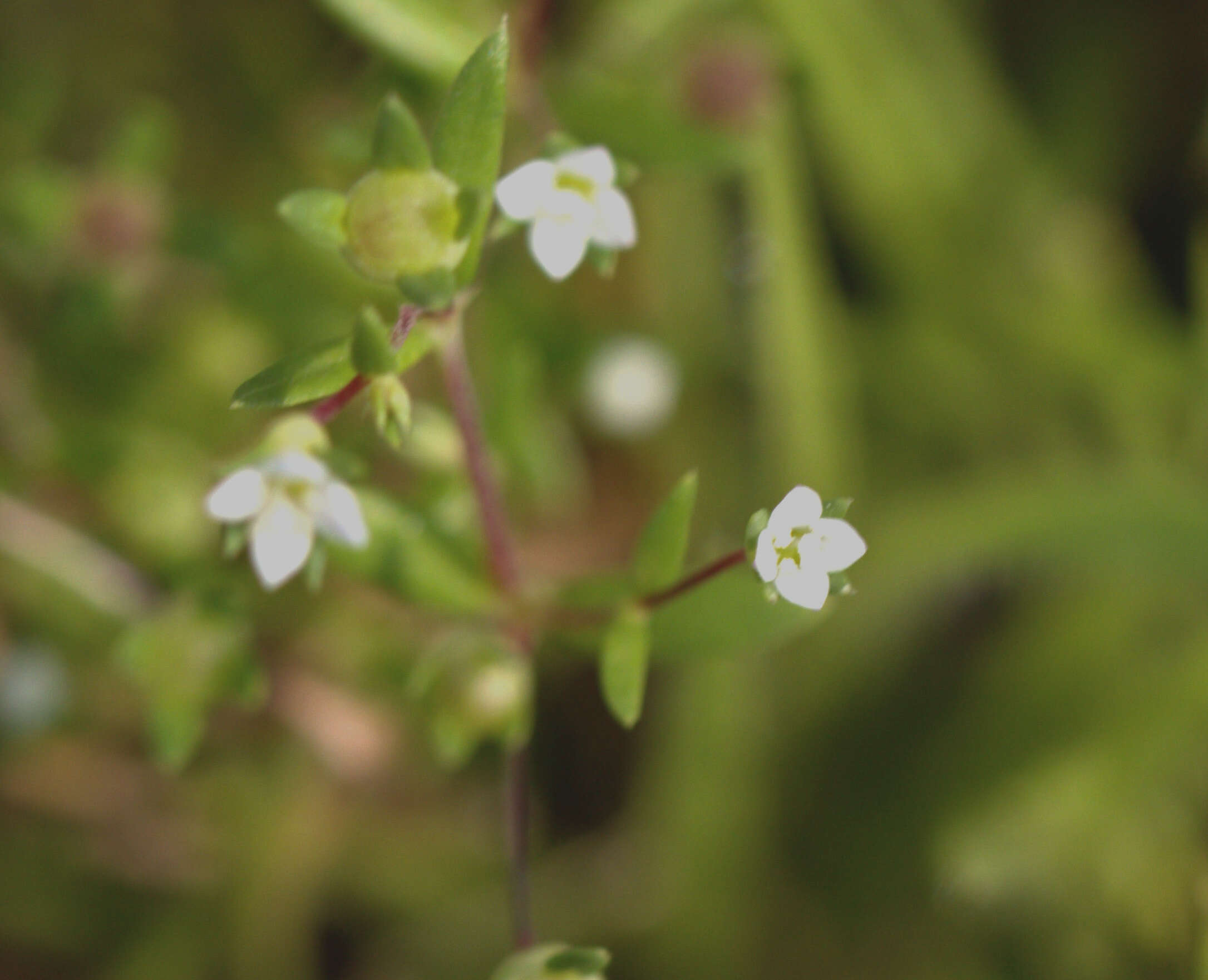 Image of Oldenlandia stocksii Hook. fil.