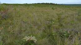 Image of banksia