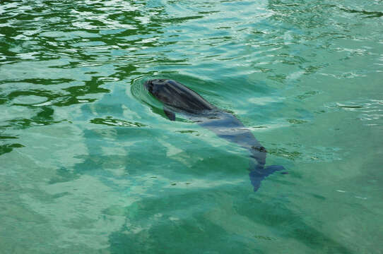 Image of Common porpoises