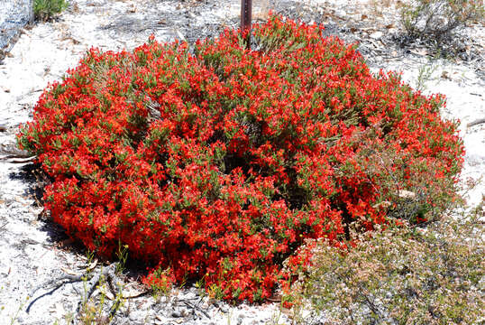 Image of Scarlet Leschenaultia