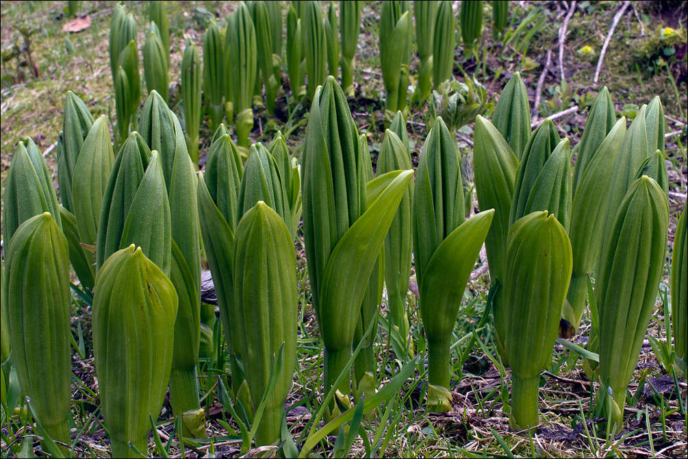 Image of false hellebore