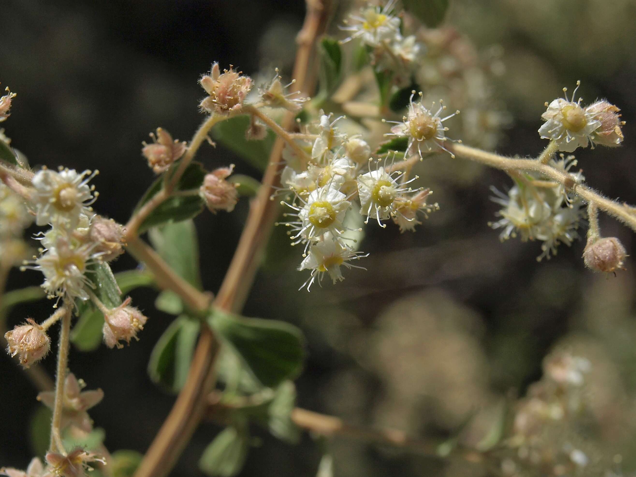 Image of oceanspray