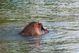 Image de Hippopotamus Linnaeus 1758