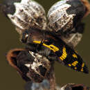 Image of Acmaeodera pulchella (Herbst 1801)