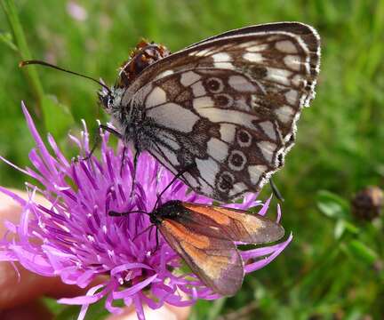 Plancia ëd Zygaena