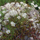 Image of field chickweed