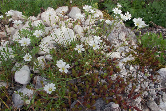 صورة Cerastium arvense subsp. strictum (L.) Gaudin