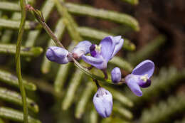 Image of milkwort