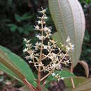 Image of Miconia hypoleuca (Benth.) Triana