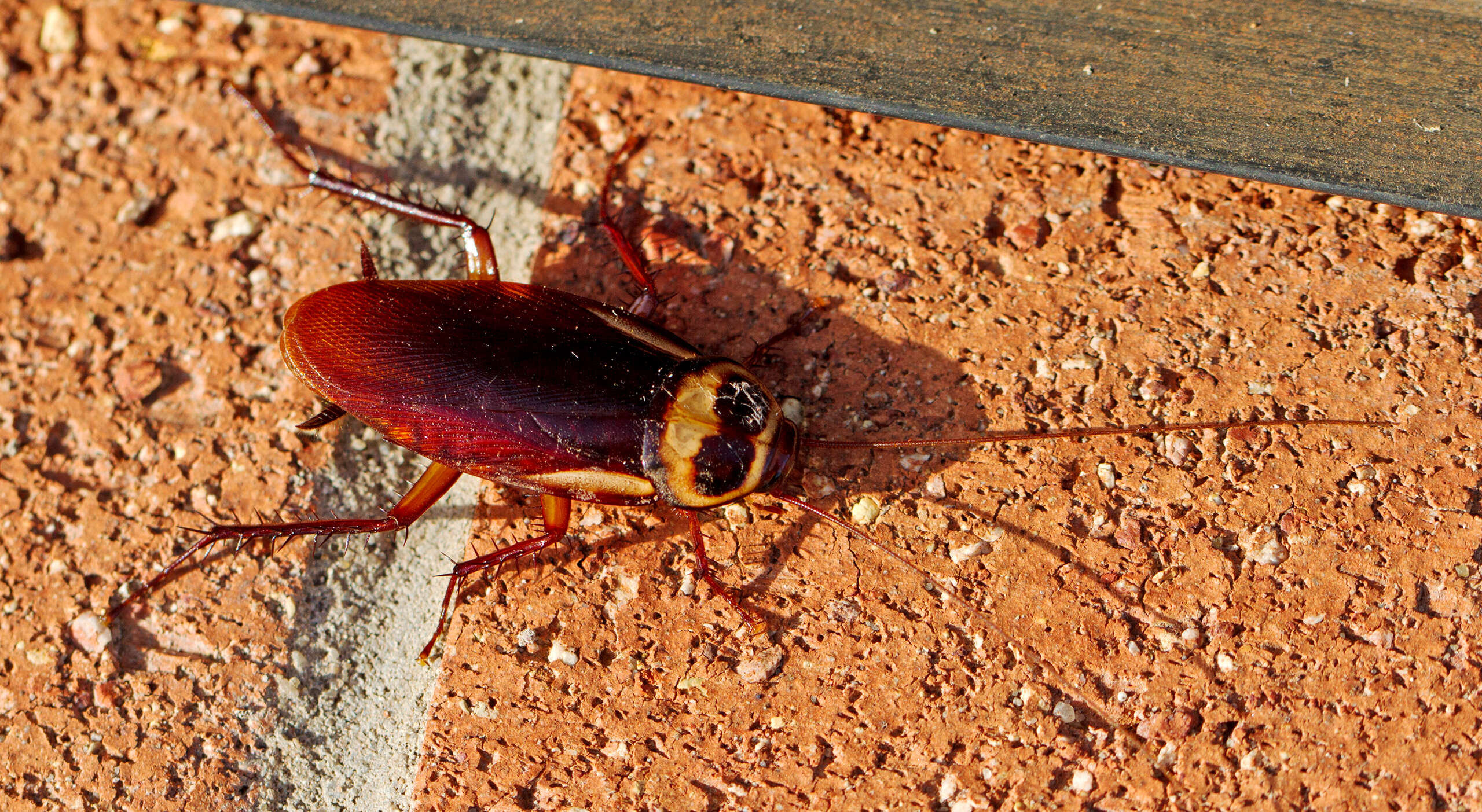 Image of Australian cockroach