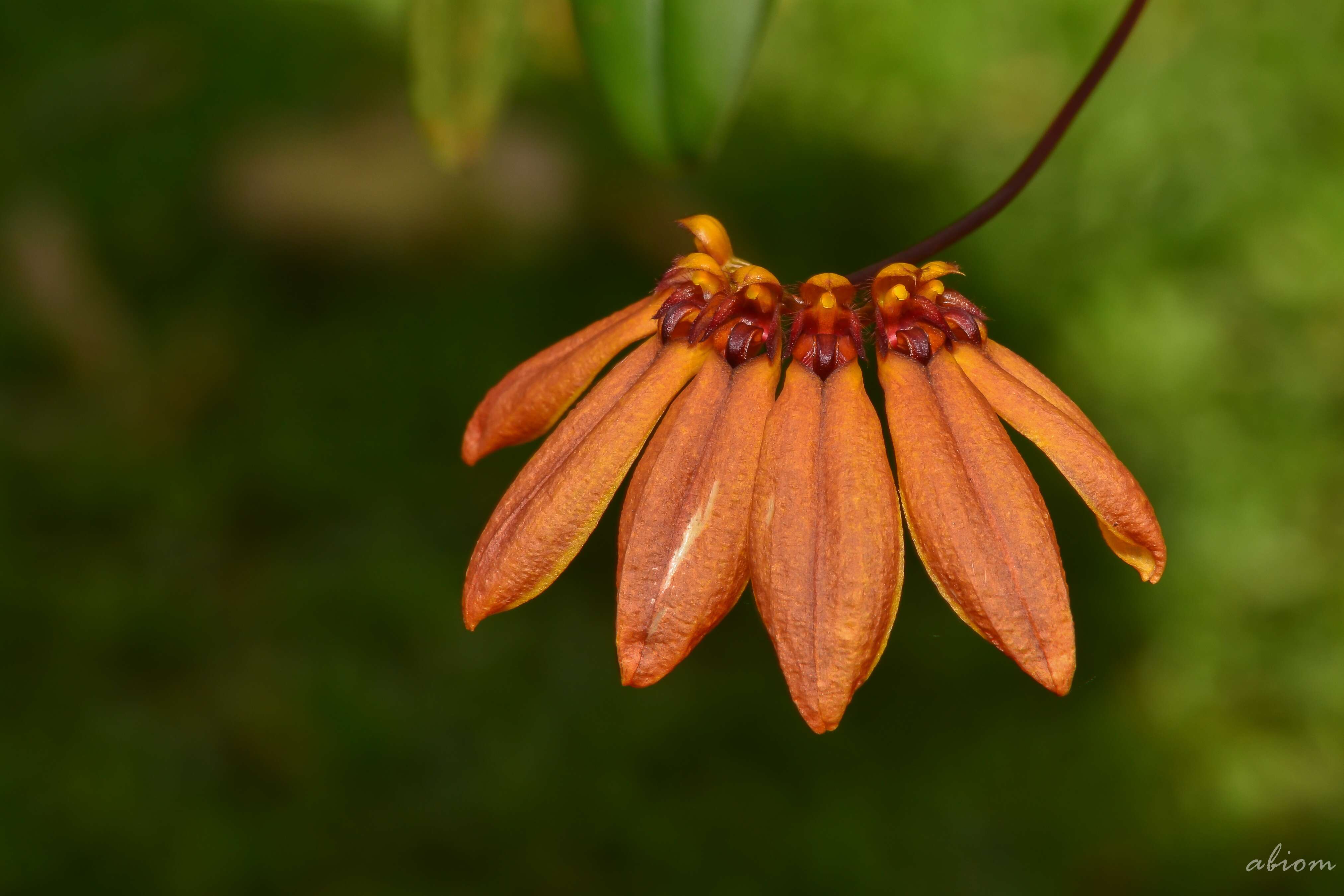 Image of Bulbophyllum mastersianum (Rolfe) J. J. Sm.