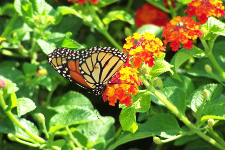Image of Monarch Butterfly