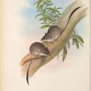Image of <i>Phascogale lanigera</i> Gould 1856