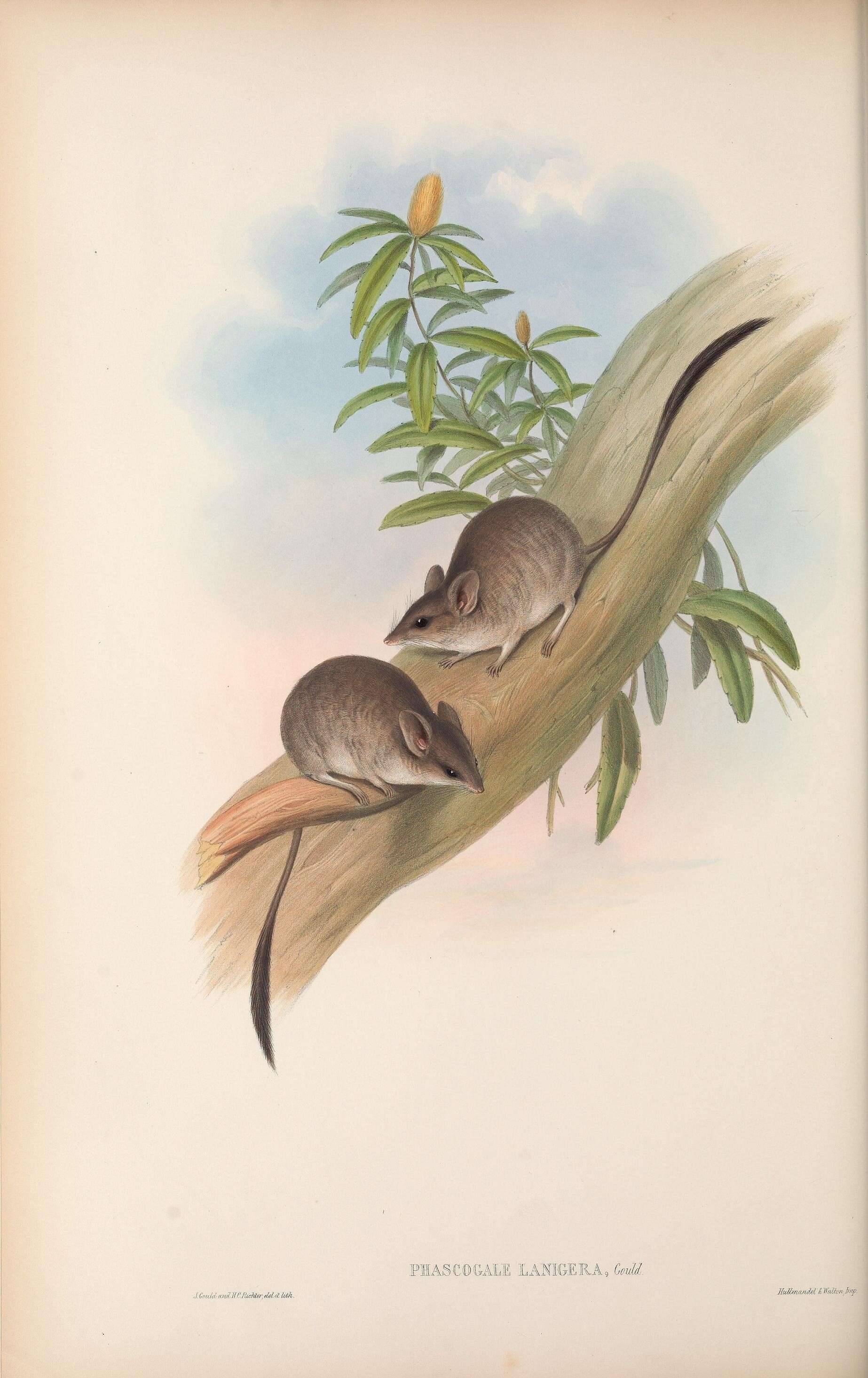 Imagem de Phascogale Temminck 1824