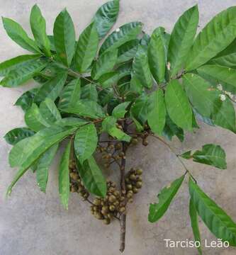 Image of American muskwood